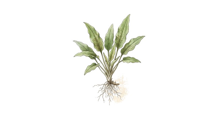 Cryptocoryne nurii (Cryptocoryne nurii) illustration