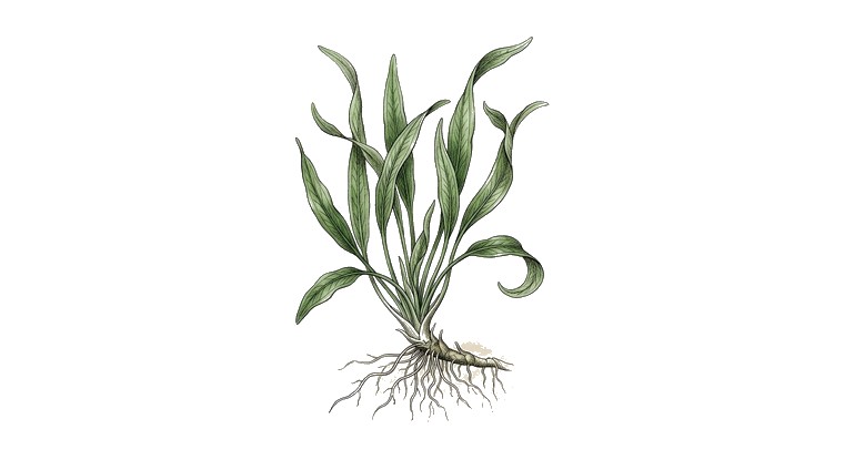 Cryptocoryne spiralis (Cryptocoryne spiralis) illustration