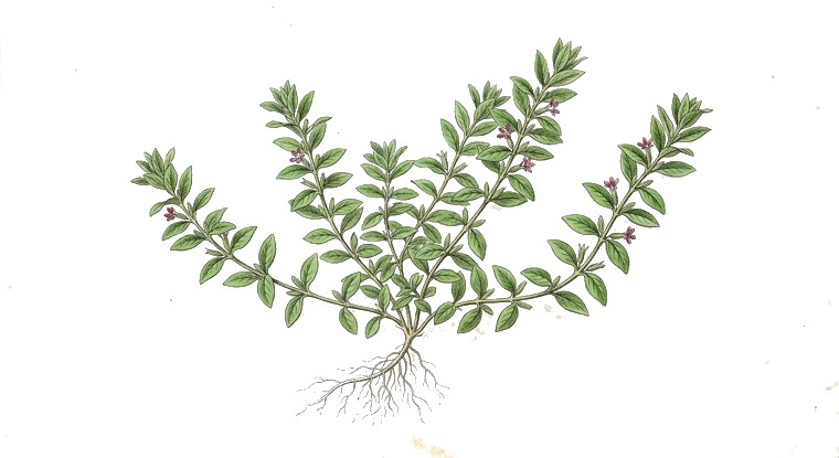 Cuphea anagalloidea (Cuphea anagalloidea) illustration