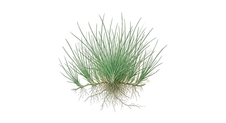 Dwarf Hairgrass (tall) (Eleocharis acicularis) illustration