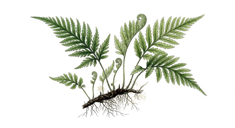 Congo Water Fern (Bolbitis heudelotii) illustration