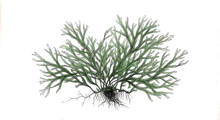 Süsswassertang (Lomariopsis lineata) illustration