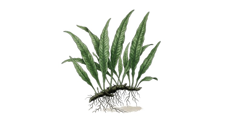Philippine Java Fern (Microsorum pteropus 'Philippine') illustration