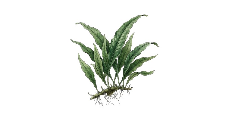 Java Fern (standard) (Microsorum pteropus) illustration