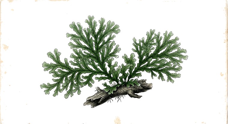 Mini Pellia (Riccardia chamedryfolia) illustration