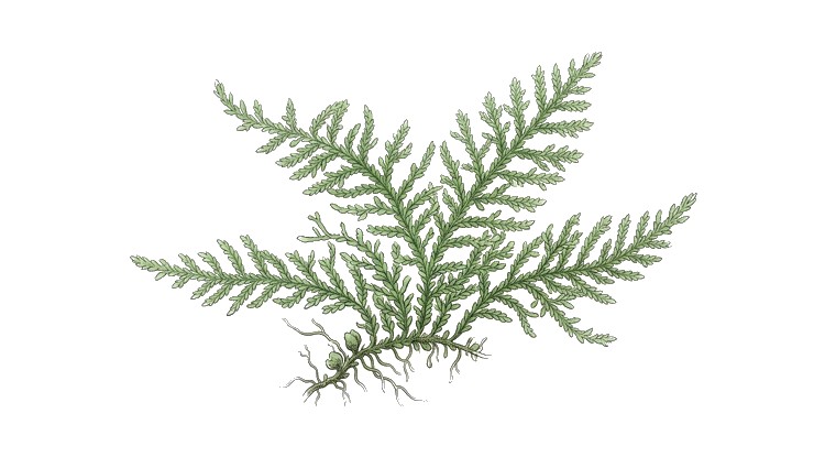 Singapore Moss (Vesicularia dubyana) illustration