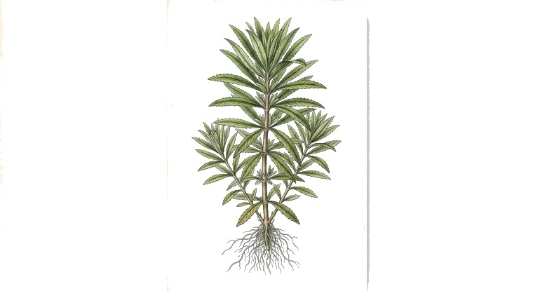 Eusteralis / Pogostemon stellatus (Pogostemon stellatus 'Broad') illustration