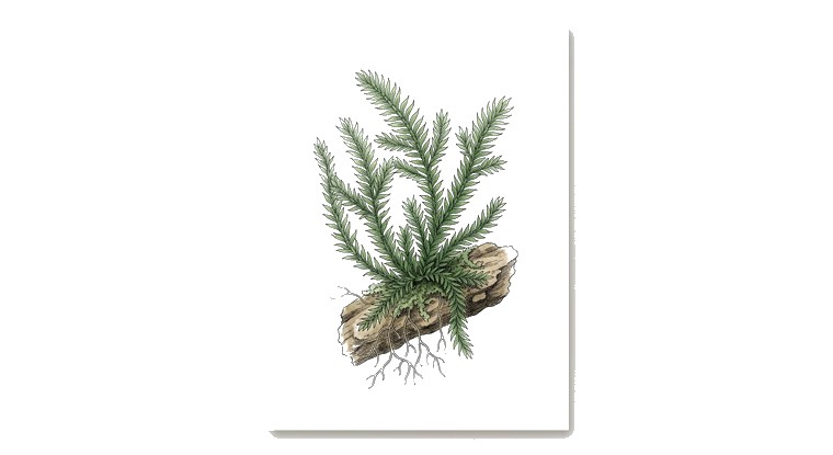 Phoenix Moss (Fissidens fontanus) illustration