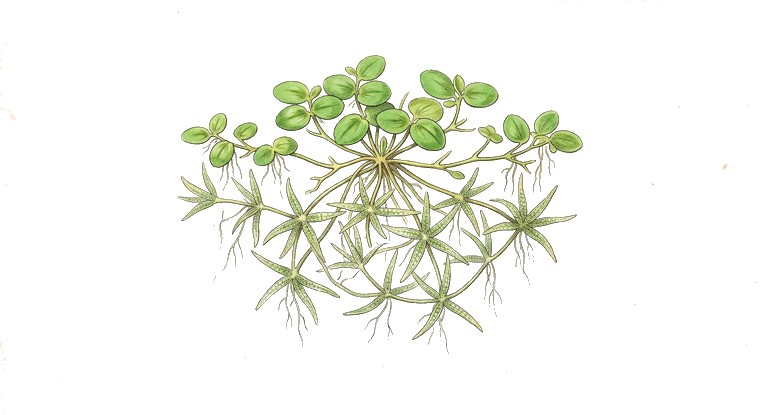 Ivy Duckweed (Lemna trisulca) illustration