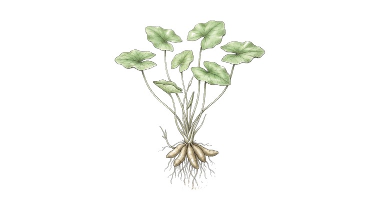 Taiwan Banana Plant (Nymphoides sp. Taiwan) illustration