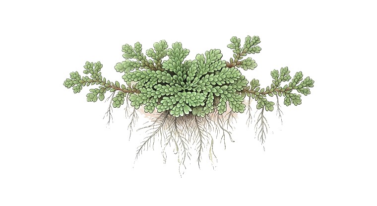 Fairy Moss (Carolina) (Azolla caroliniana) illustration