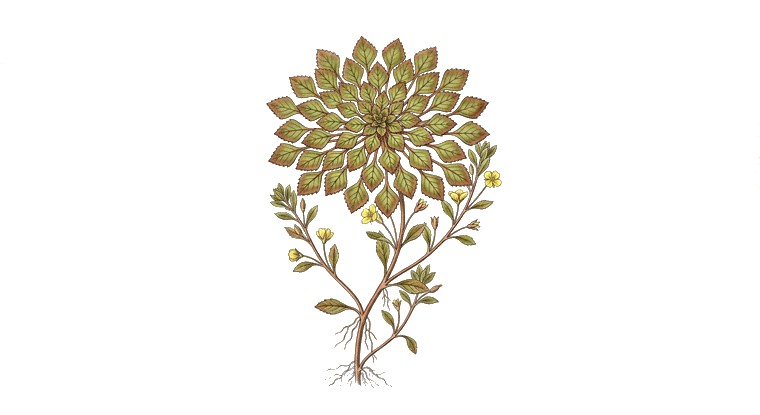 Mosaic Plant (Ludwigia sedioides) illustration