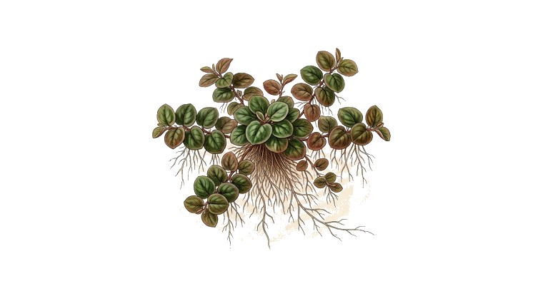 Red Root Floater (dense) (Phyllanthus fluitans) illustration