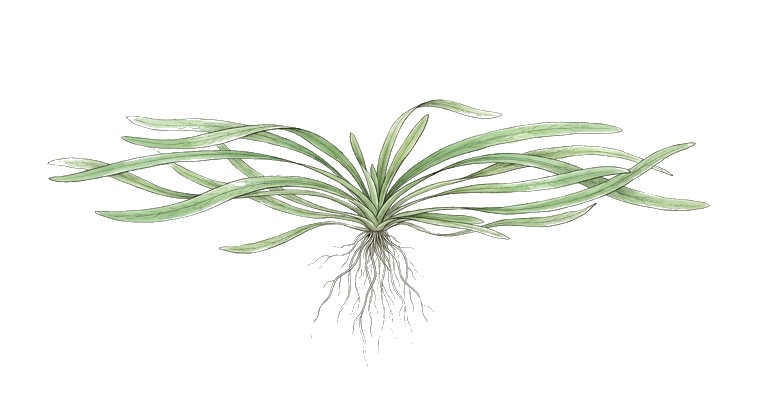 Floating Vallisneria (Vallisneria sp. (floating)) illustration