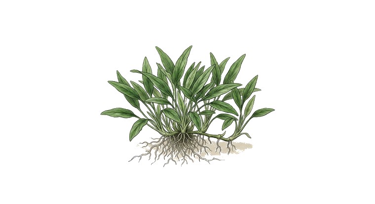 Cryptocoryne parva (narrow) (Cryptocoryne parva) illustration