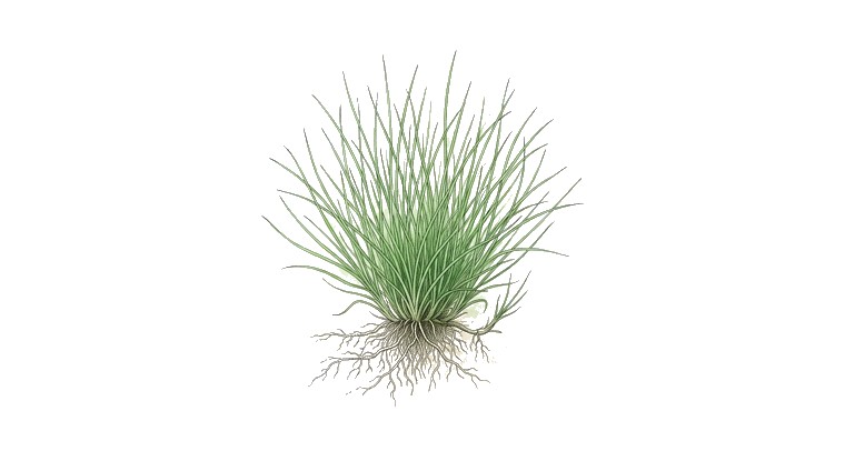 Needle Hairgrass (Eleocharis acicularis) illustration