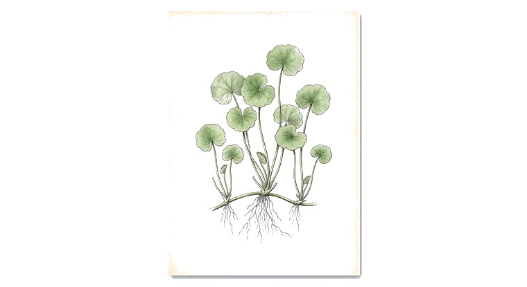 Pennywort (Whorled) (Hydrocotyle verticillata) illustration