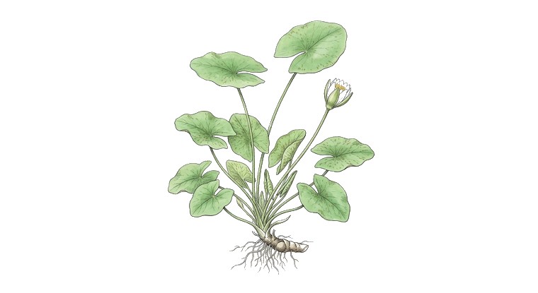 Tiger Lotus (White) (Nymphaea lotus 'White') illustration