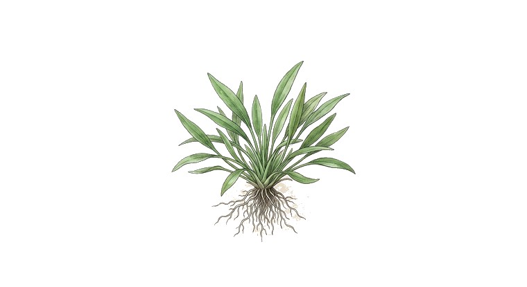 Dwarf Arrowhead (Sagittaria pusilla) illustration