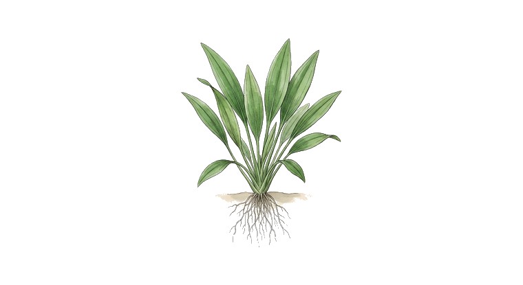 Helanthium 'Quadricostatus' (Helanthium bolivianum 'Quadricostatus') illustration