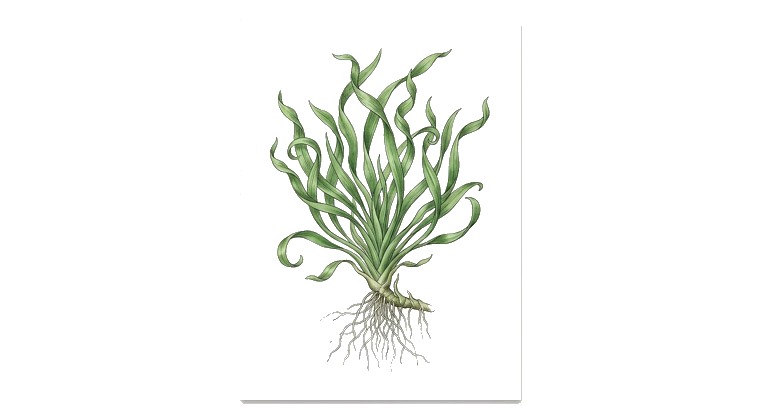 Helanthium 'Vesuvius' (Helanthium bolivianum 'Vesuvius') illustration