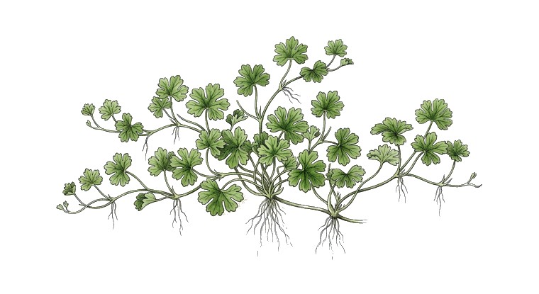 Hydrocotyle tripartita 'Japan' (Hydrocotyle tripartita) illustration
