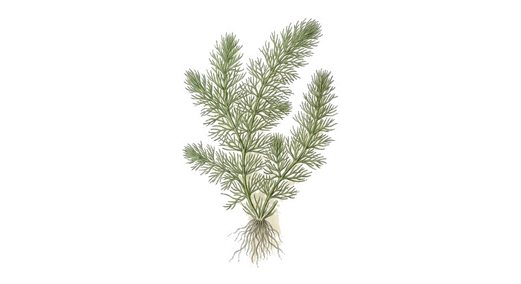 Hydrothrix gardneri (Hydrothrix gardneri) illustration