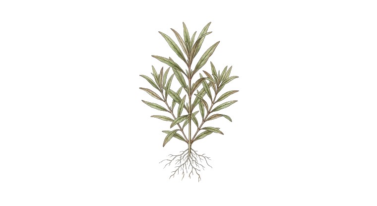 Hygrophila lancea 'Japan' (Hygrophila lancea) illustration