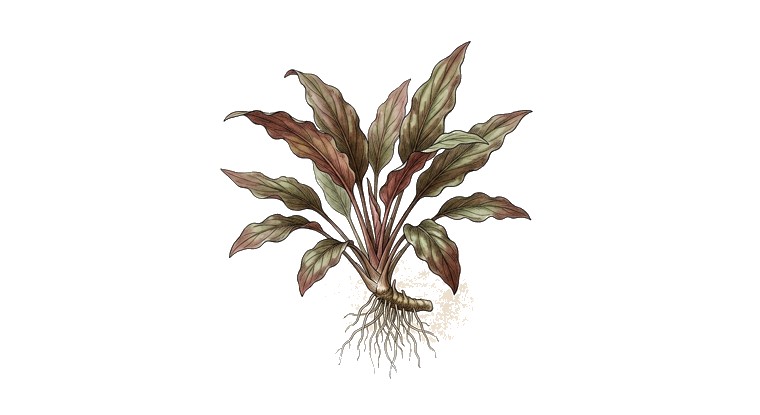Lagenandra meeboldii 'Red' (Lagenandra meeboldii) illustration