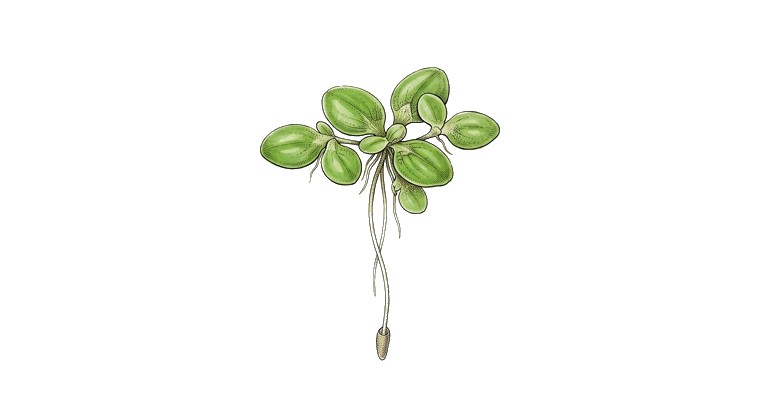 Common Duckweed (Lemna minor) illustration