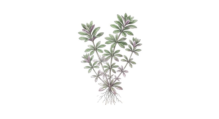 Limnophila aromatica (Limnophila aromatica) illustration