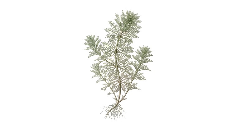 Limnophila hippuridoides (Limnophila hippuridoides) illustration
