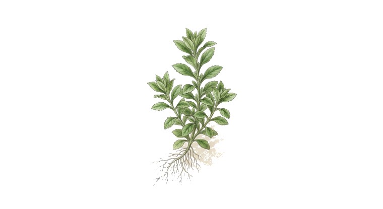 Lobelia cardinalis 'Mini' (Lobelia cardinalis) illustration