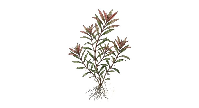 Ludwigia arcuata (Ludwigia arcuata) illustration