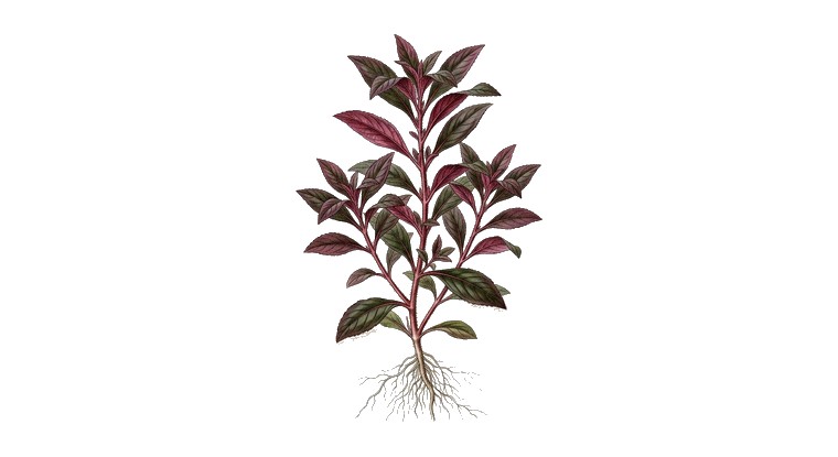 Ludwigia glandulosa (Ludwigia glandulosa) illustration
