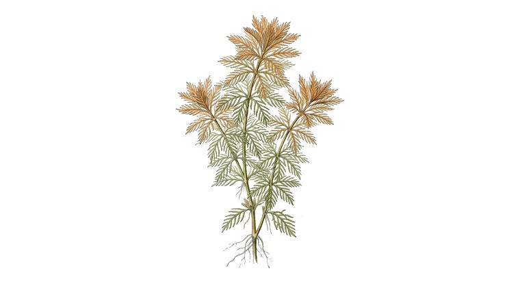 Ludwigia inclinata 'Cuba' (Ludwigia inclinata var. verticillata 'Cuba') illustration