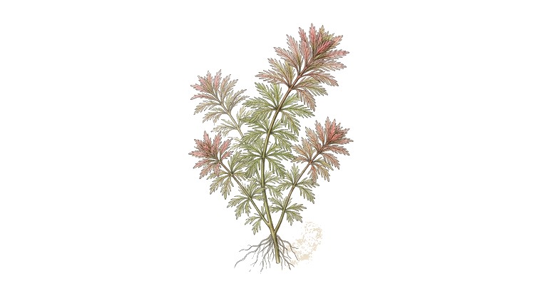 Ludwigia inclinata 'Pantanal' (Ludwigia inclinata var. verticillata 'Pantanal') illustration