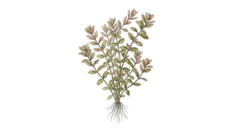 Bacopa 'Colorata' (Bacopa caroliniana 'Colorata') illustration