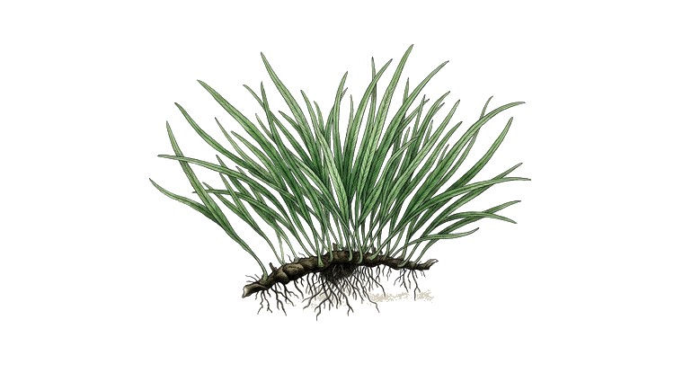 Java Fern 'Needle Leaf' (Microsorum pteropus 'Needle') illustration