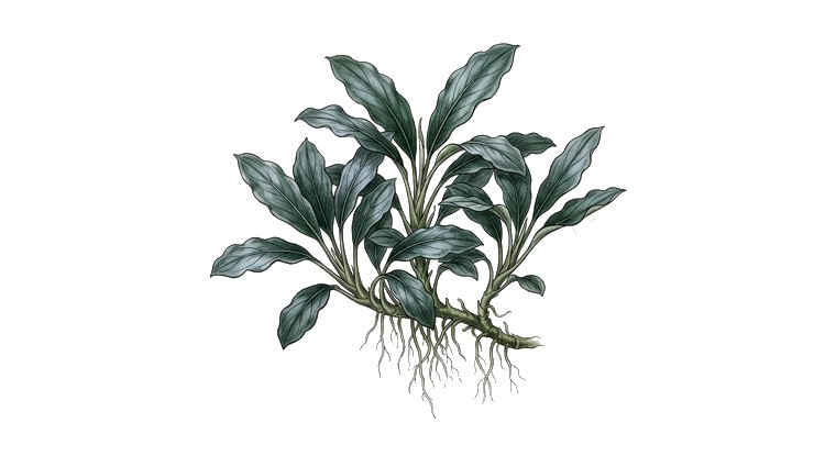 Bucephalandra 'Dark Silver' (Bucephalandra sp. 'Dark Silver') illustration