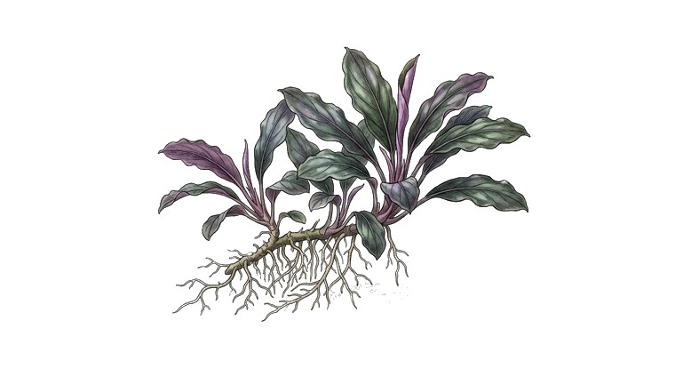 Bucephalandra 'Deep Purple' (Bucephalandra sp. 'Deep Purple') illustration