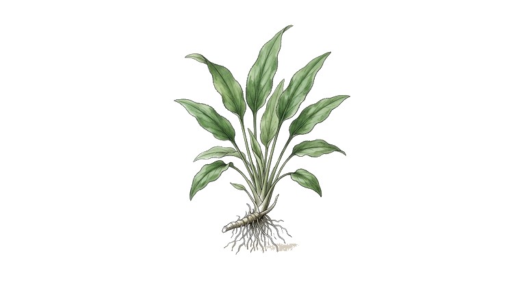 Ciliate Crypt (Cryptocoryne ciliata) illustration