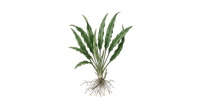 Spiral Crypt (Cryptocoryne spiralis) illustration