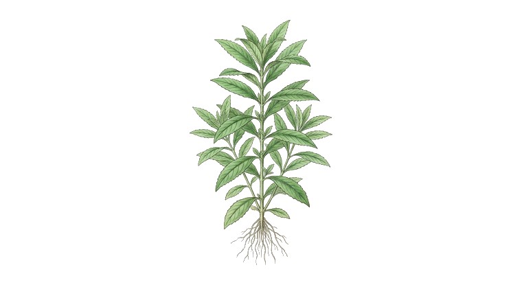 Water Balsam (Hygrophila balsamica) illustration