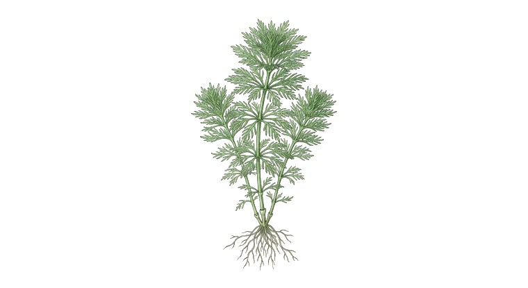 Rough Ambulia (Limnophila rugosa) illustration