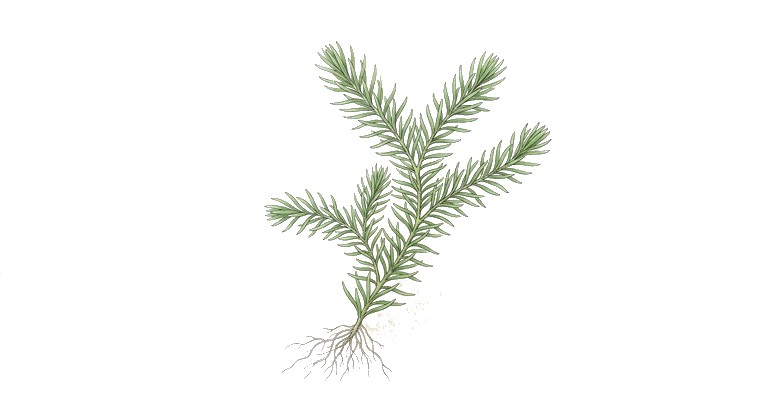 Stream Bogmoss (Mayaca fluviatilis) illustration