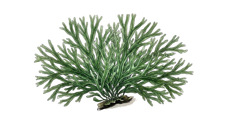 Pellia / Süsswassertang (Lomariopsis lineata) illustration
