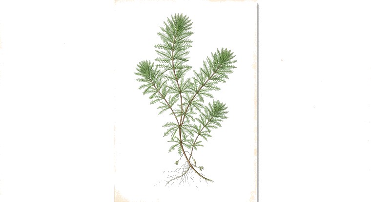 Myriophyllum 'Guyana' (Myriophyllum sp. 'Guyana') illustration