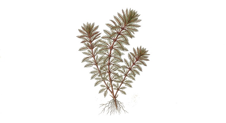 Red Myriophyllum (Myriophyllum tuberculatum) illustration