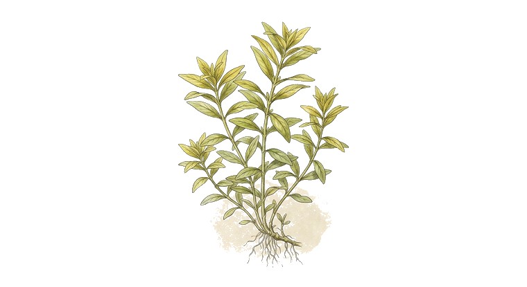 Nesaea 'Golden' (Nesaea pedicellata 'Golden') illustration